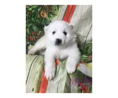 Akc 1 female and 1 male American Eskimo puppies available now - 4
