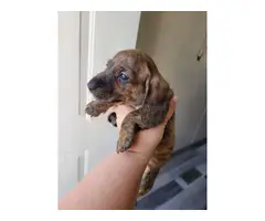 4 AKC Mini dachshund puppies for sale