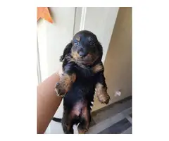 4 AKC Mini dachshund puppies for sale - 2