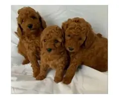2 females and 1 Male poodle puppies