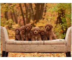 6 Potty trained Goldendoodle puppies for sale.