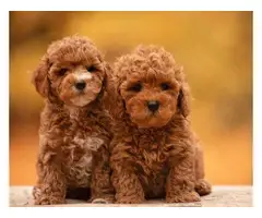 6 Potty trained Goldendoodle puppies for sale. - 2