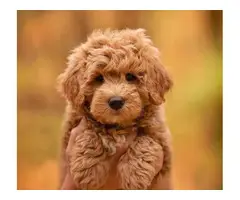 6 Potty trained Goldendoodle puppies for sale. - 3
