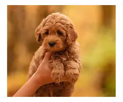 6 Potty trained Goldendoodle puppies for sale. - 5