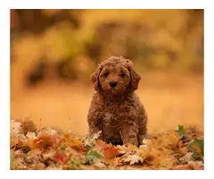 6 Potty trained Goldendoodle puppies for sale. - 6