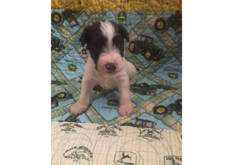4 Miniature schnauzer puppies for sale