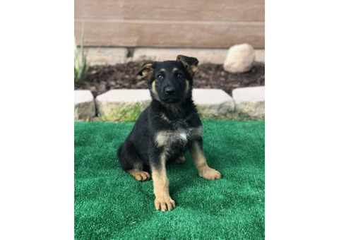 8 German Shepherds Puppies for Rehoming/adoption