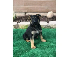 8 German Shepherds Puppies for Rehoming/adoption