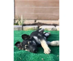 8 German Shepherds Puppies for Rehoming/adoption - 3