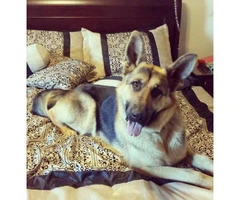 8 German Shepherds Puppies for Rehoming/adoption - 4