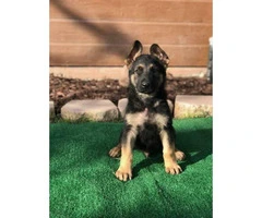 8 German Shepherds Puppies for Rehoming/adoption - 5