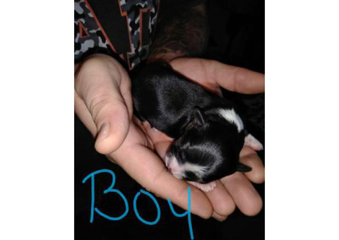 3 beautiful Maltese shih Tzu puppies for sale