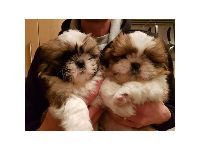 BVFCC Awesome Imperial Shih Tzu Pups in Huntington Beach