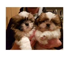BVFCC Awesome Imperial Shih Tzu Pups