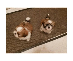 BVFCC Awesome Imperial Shih Tzu Pups - 2