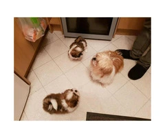 BVFCC Awesome Imperial Shih Tzu Pups - 3