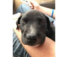 Super lovable black lab puppy for sale