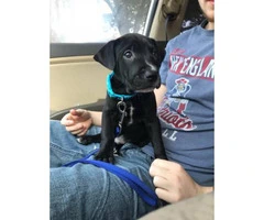 Super lovable black lab puppy for sale - 2