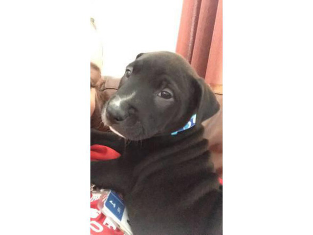 Super lovable black lab puppy for sale Austin Puppies