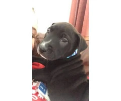 Super lovable black lab puppy for sale - 3