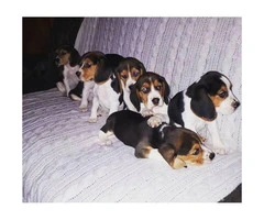 Beagle puppies for sale - 1