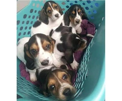 Beagle puppies for sale - 2