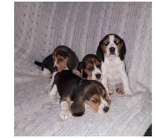 Beagle puppies for sale - 3