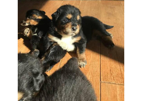 Tibetan mastiff puppy $1250