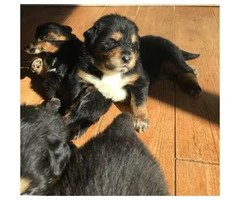 Tibetan mastiff puppy $1250