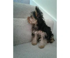 Adorable female Yorkshire Terrier for sale