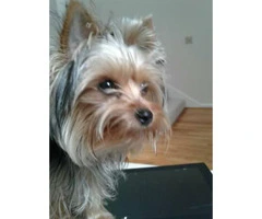 Adorable female Yorkshire Terrier for sale - 2