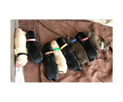AKC Yellow and Black Lab Puppies available
