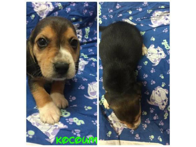 6 beagle puppies for sale in Athens, Georgia - Puppies for Sale Near Me