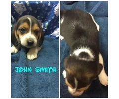 6 beagle puppies for sale - 2