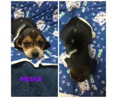 6 beagle puppies for sale - 3