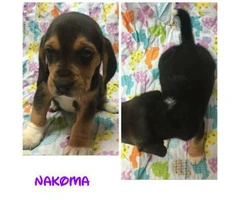 6 beagle puppies for sale - 5