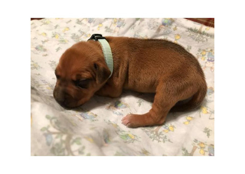 Outstanding AKC Rhodesian Ridgeback Puppies