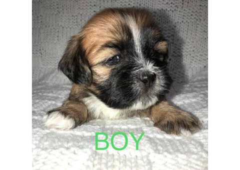 4 Lhasa-apso/Shih-tzu puppies available for adoption