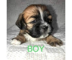 4 Lhasa-apso/Shih-tzu puppies available for adoption