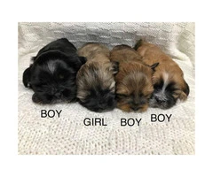 4 Lhasa-apso/Shih-tzu puppies available for adoption - 2