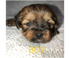 4 Lhasa-apso/Shih-tzu puppies available for adoption - 3