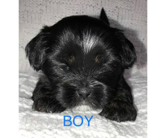 lhasa apso shih