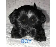 4 Lhasa-apso/Shih-tzu puppies available for adoption - 4