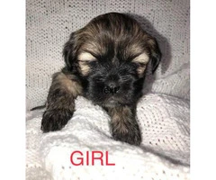 4 Lhasa-apso/Shih-tzu puppies available for adoption - 5