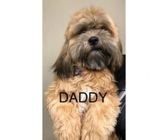 4 Lhasa-apso/Shih-tzu puppies available for adoption - 6