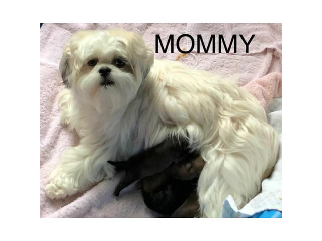4 Lhasaapso/Shihtzu puppies available for adoption in