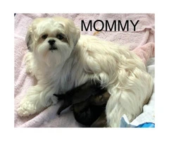 4 Lhasa-apso/Shih-tzu puppies available for adoption - 7