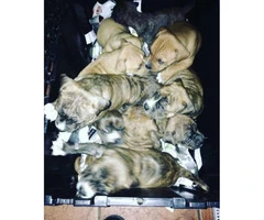 Talented 1 month old Tri Color Bullies - 3