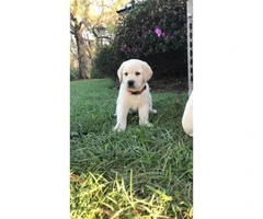 First litter, full blood yellow Labrador's with AKC registration papers