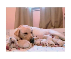 First litter, full blood yellow Labrador's with AKC registration papers - 4